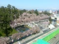 弘前市役所屋上からの公園