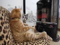 ストーブの前の猫　Cat to warm by a heater.mp4